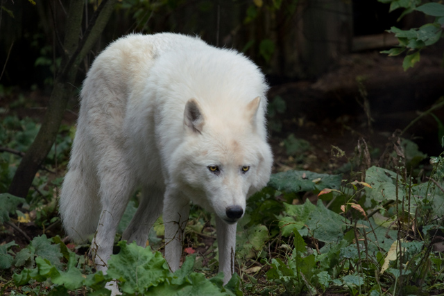 Arctic Wolf