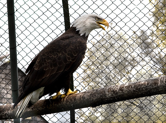 Freedom-Caged.jpg