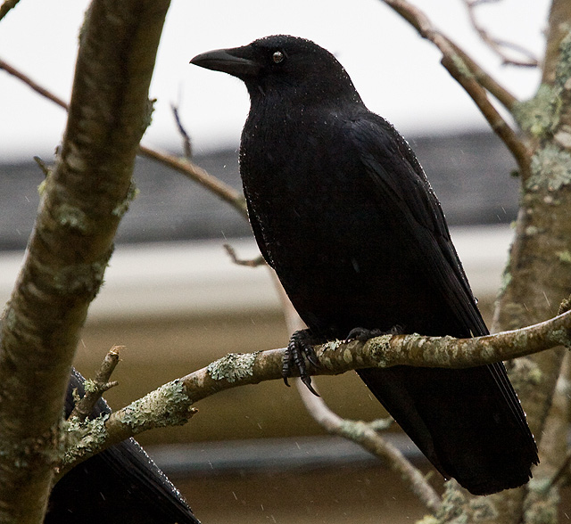 Wet-crow