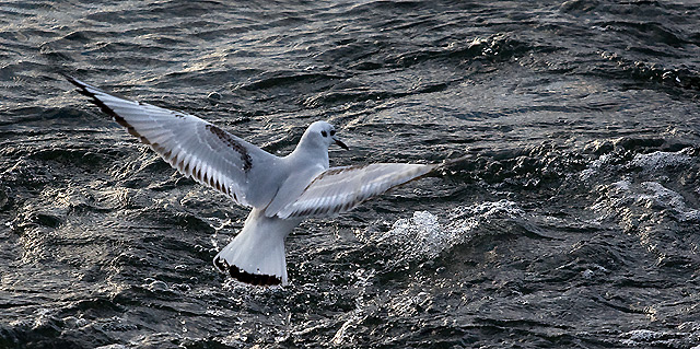 Gull_Drops.jpg
