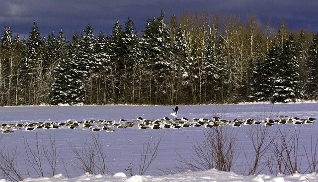 Gulls-A-Chilling.jpg