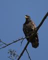 Golden Eagle