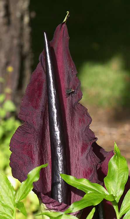 Stinky flower.jpg