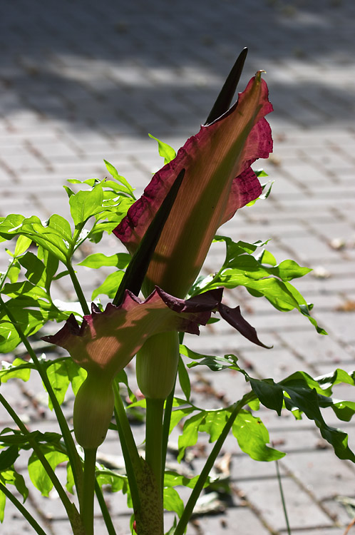 Arum2.jpg