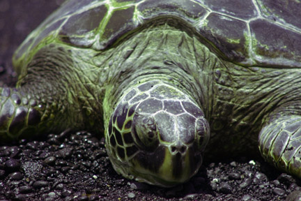 Turtle