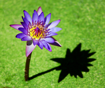 lilly2.sm.jpg