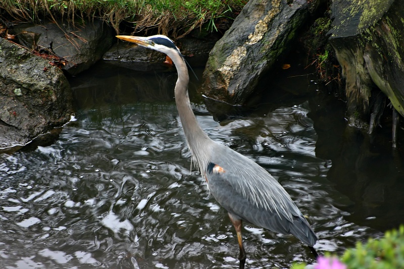 Great Blue Heron