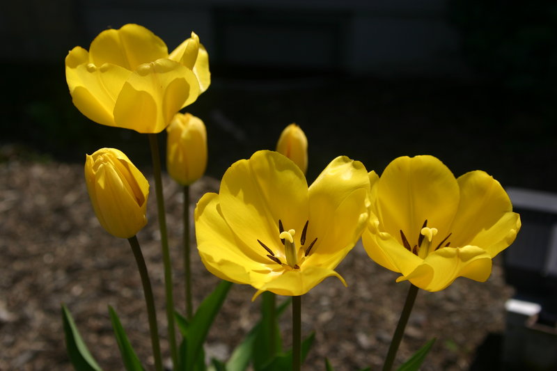 Hotel Flowers