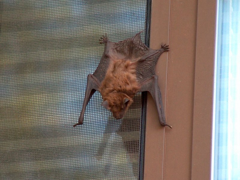 bat2.JPG