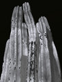 cacti(negative image)