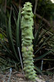 StDavidson Cactus