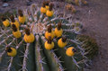 Desert Yellow