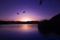 Ducks by Sunset