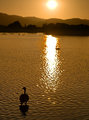 Its a goose and the Sun is going down