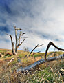 Pierce Point Ranch 2