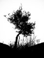 shrub