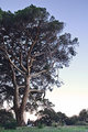 The meditating tree