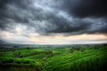 The fields