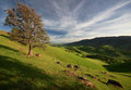 Round Valley Regional Preserve
