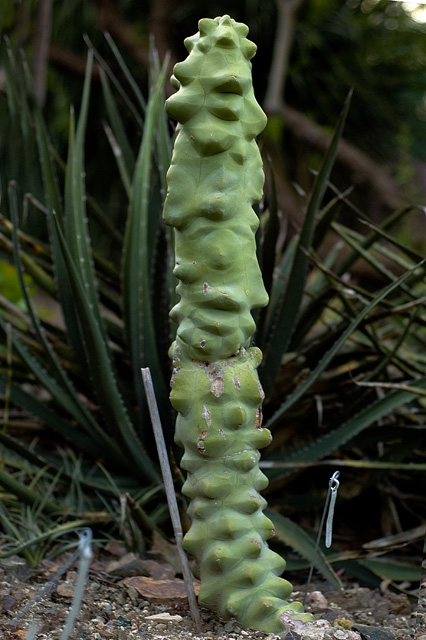 StDavidson Cactus