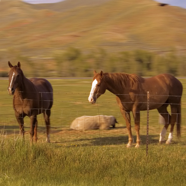 Two horse a sheep and the raven