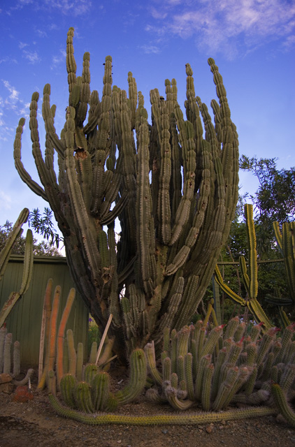 Cactus composite