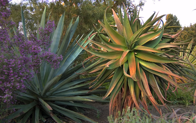 succulent