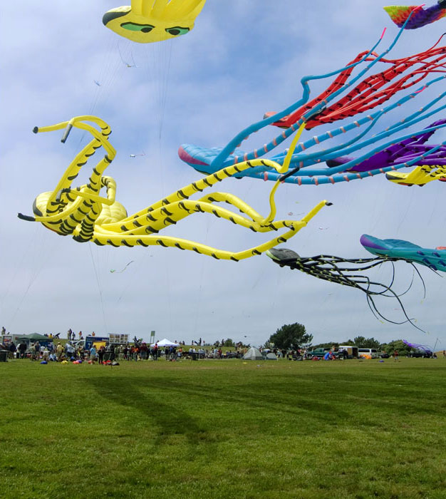 kites' shadows