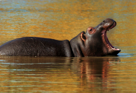 hippo2.jpg