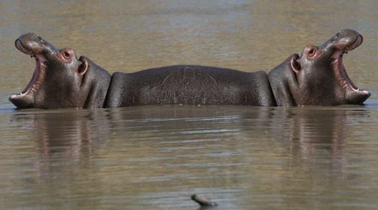 hippo-oppih