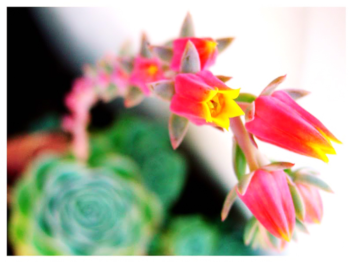 pink succulent
