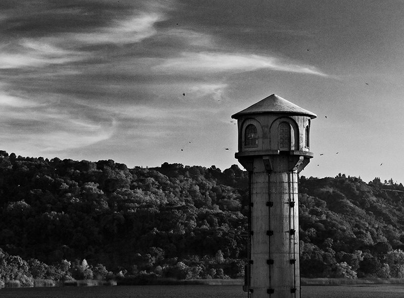 Birds of the Lake
