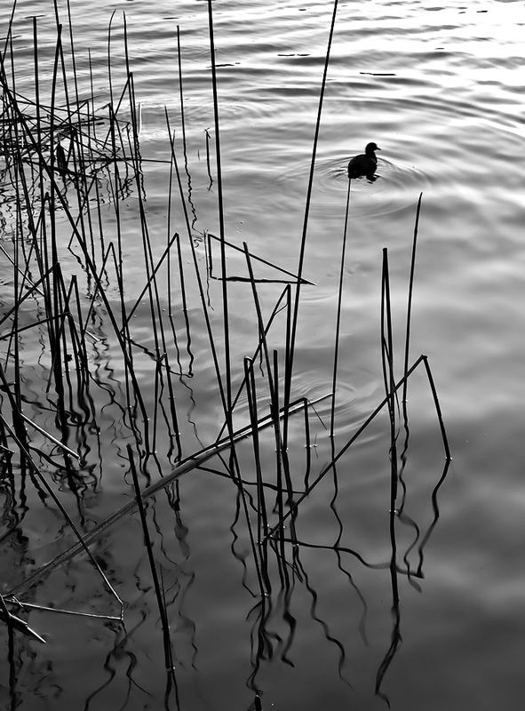 In the Reeds