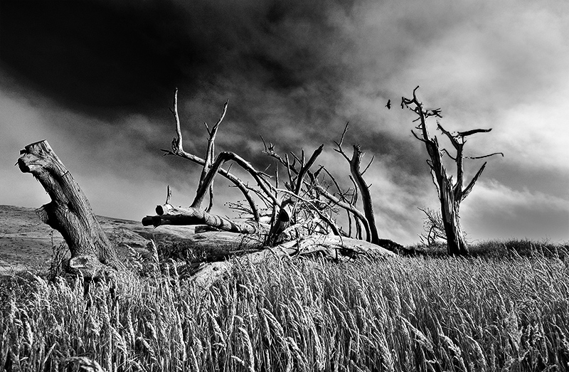 Pierce Point Ranch 1