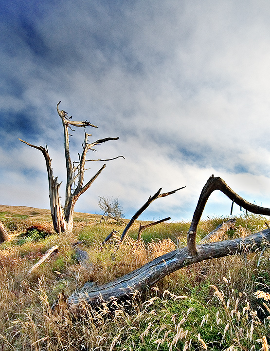 Pierce Point Ranch 2