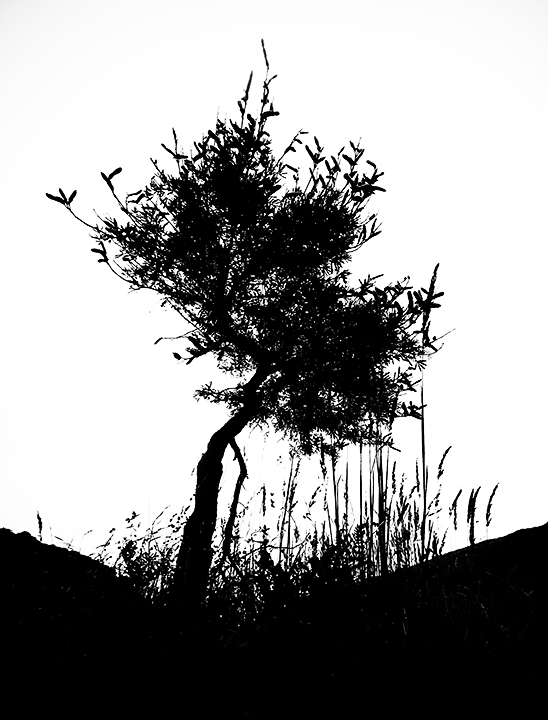 shrub