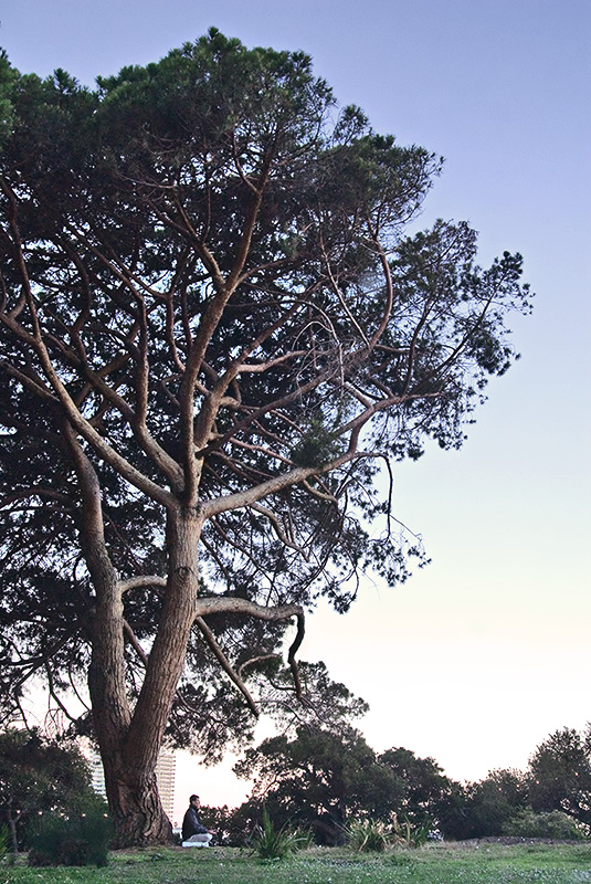 The meditating tree