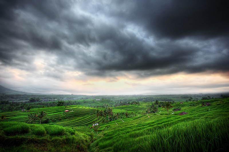The fields