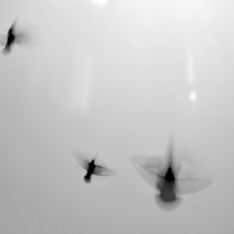 DSC_2009.jpg