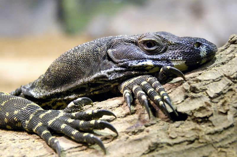 lizard very small.jpg