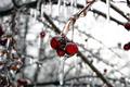 Encapsulated in Ice