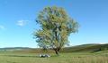 Desolate Tree