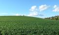 Wheat Field