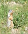 Prairie Dog