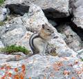 Canadian Chipmunk