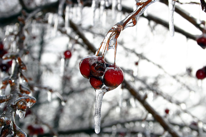 Encapsulated in Ice