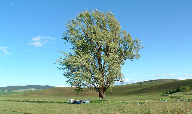 Desolate Tree