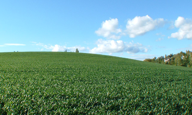 Wheat Field