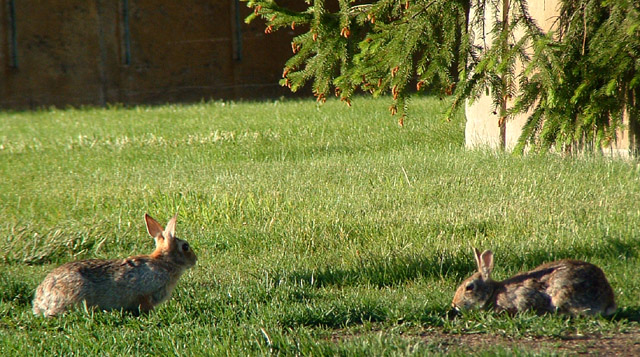 Two Rabbits