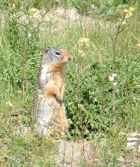 Prairie Dog